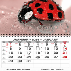 Настенный календарь UNO "College", Multicolor, Двуязычный дисплей