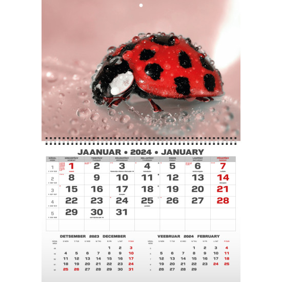 Настенный календарь UNO "College", Multicolor, Двуязычный дисплей